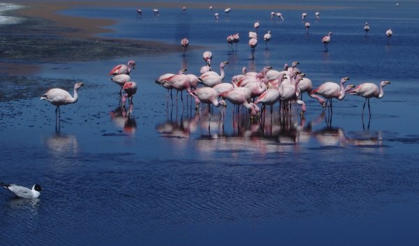 3 z 6 celkových druhů plameňáků žijí na Altiplanu, ostatní druhy v tropických krajích.